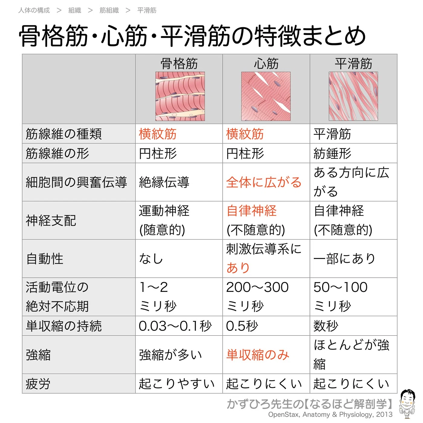 骨格筋・心筋・平滑筋の違いは「2本の軸」で整理する｜かずひろ先生