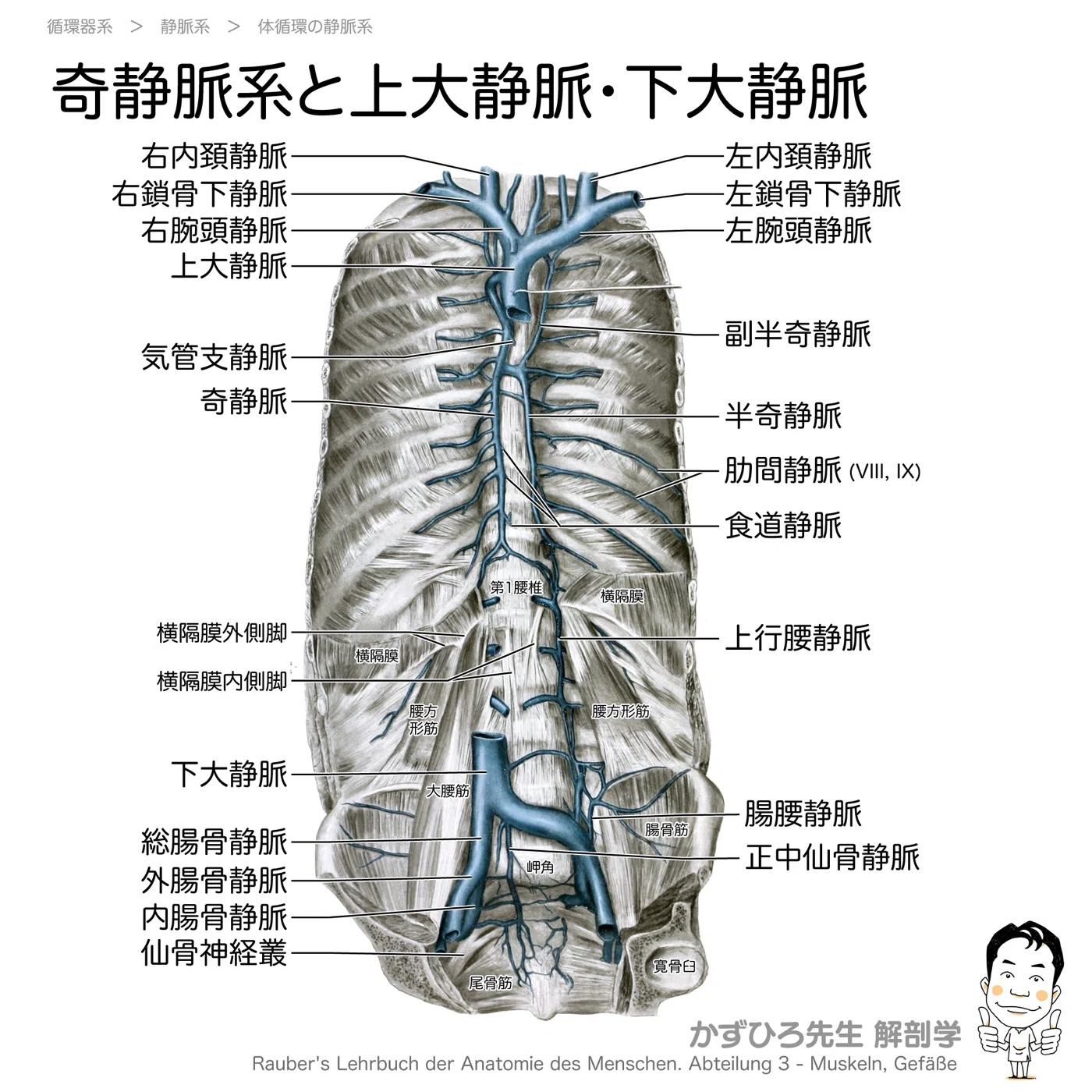 上大静脈・下大静脈と奇静脈系｜静脈の二大本幹を1枚で整理｜かずひろ