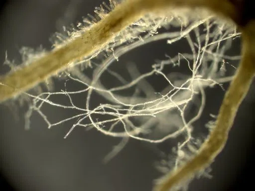 What are the trees in the forest talking about underground? The amazing ...