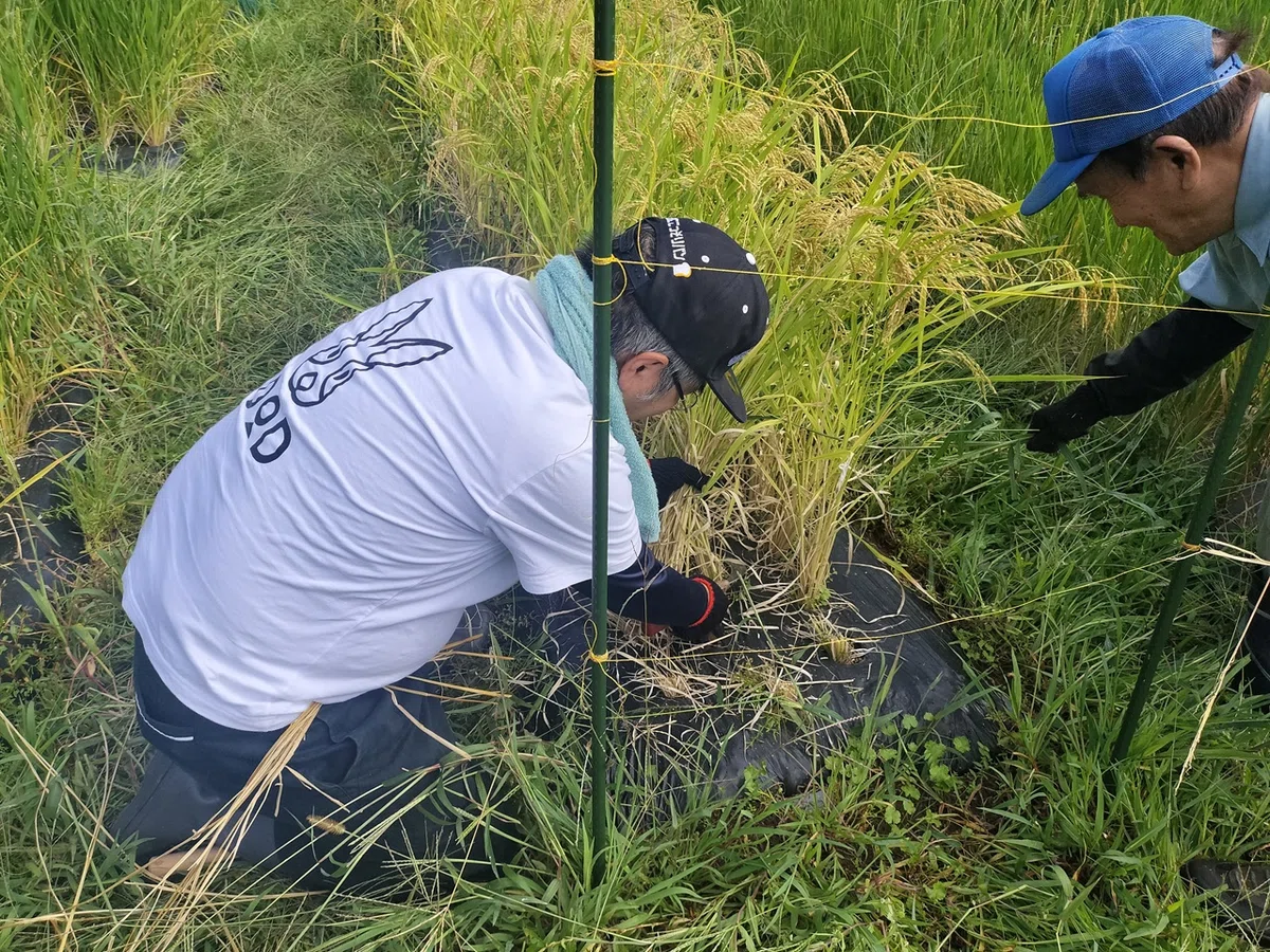 [Upland Rice Farming in Noto #15] The Second Rice Harvest! (1) A High ...