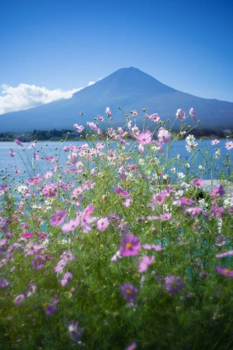 秋桜富士＠河口湖 | Z f + Kistar 40mm F2.4｜borichan | 旅するカメラ
