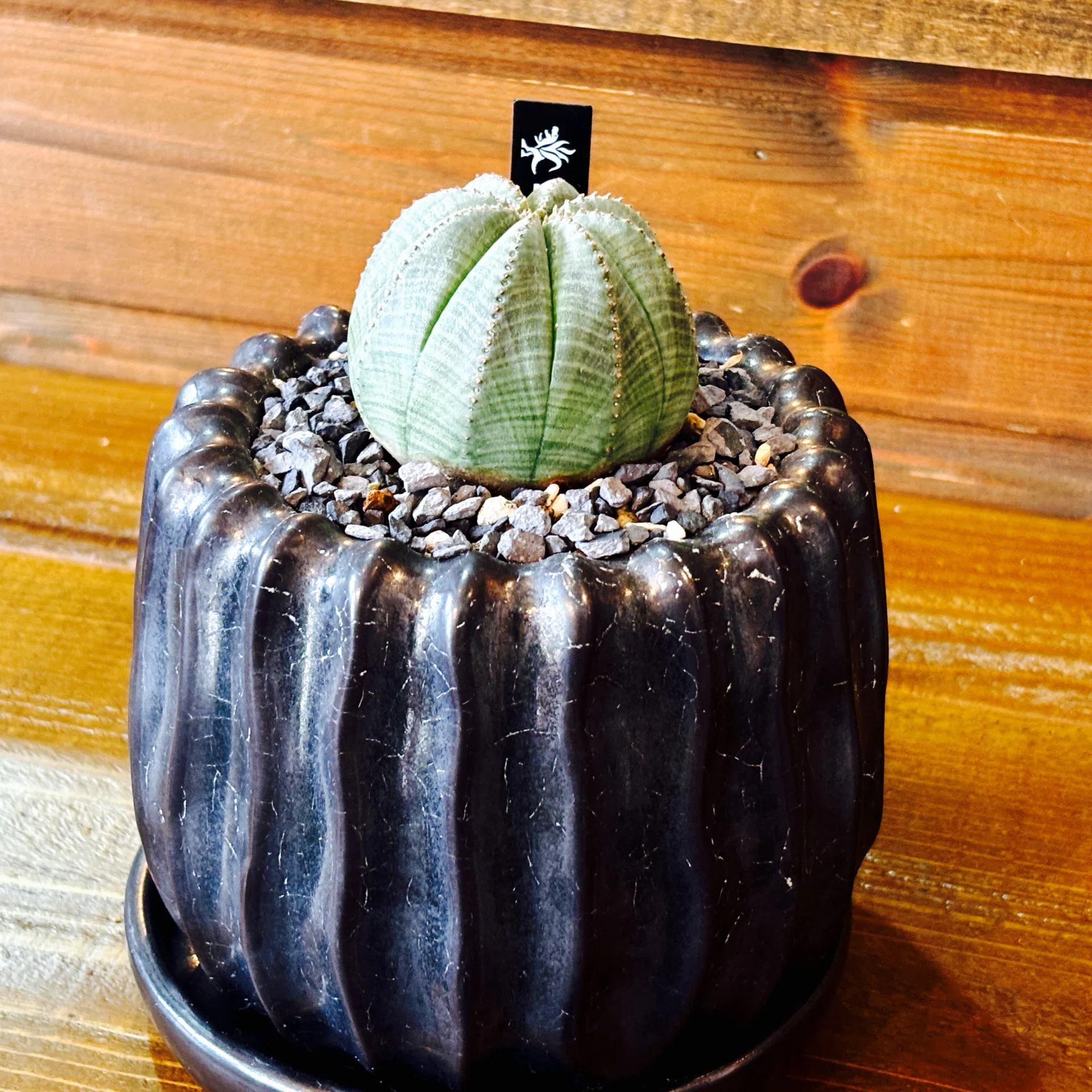 グリーンライフ】趣味の植物図鑑 File.05｜ユーフォルビア・オベサの