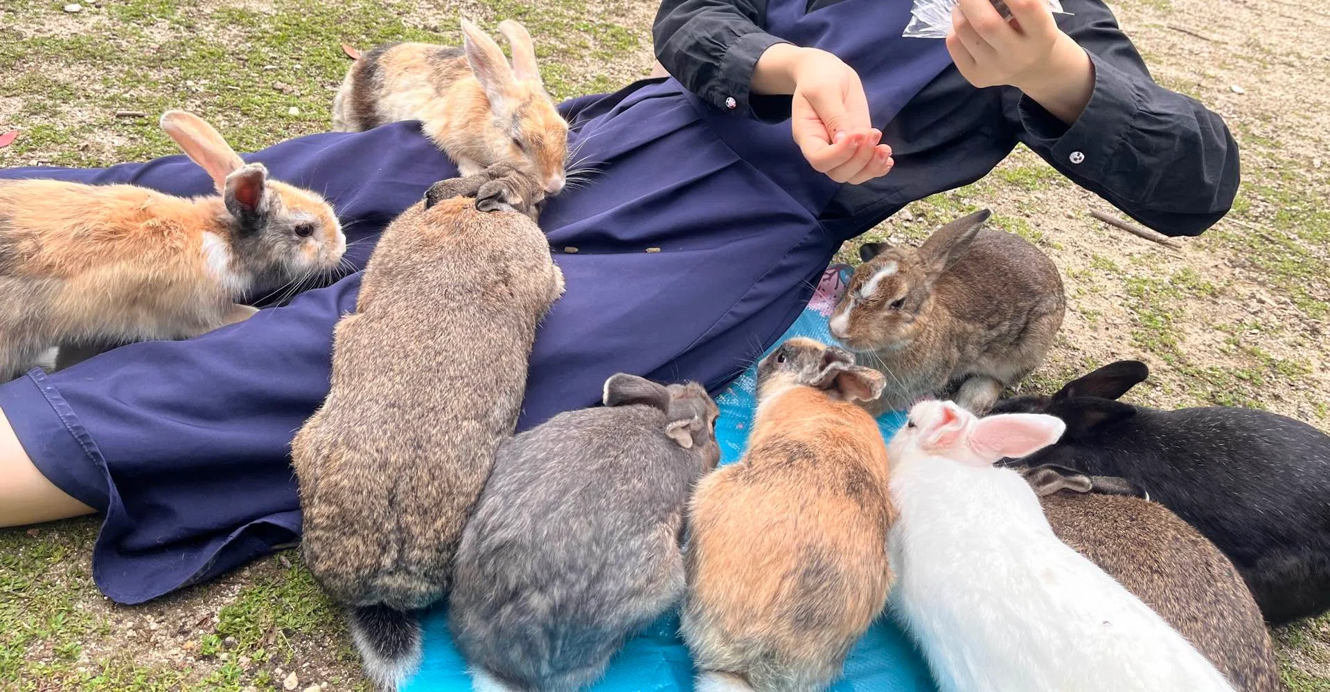 I will teach you how to be popular with rabbits on the island｜ほしうめはなんか話したい。