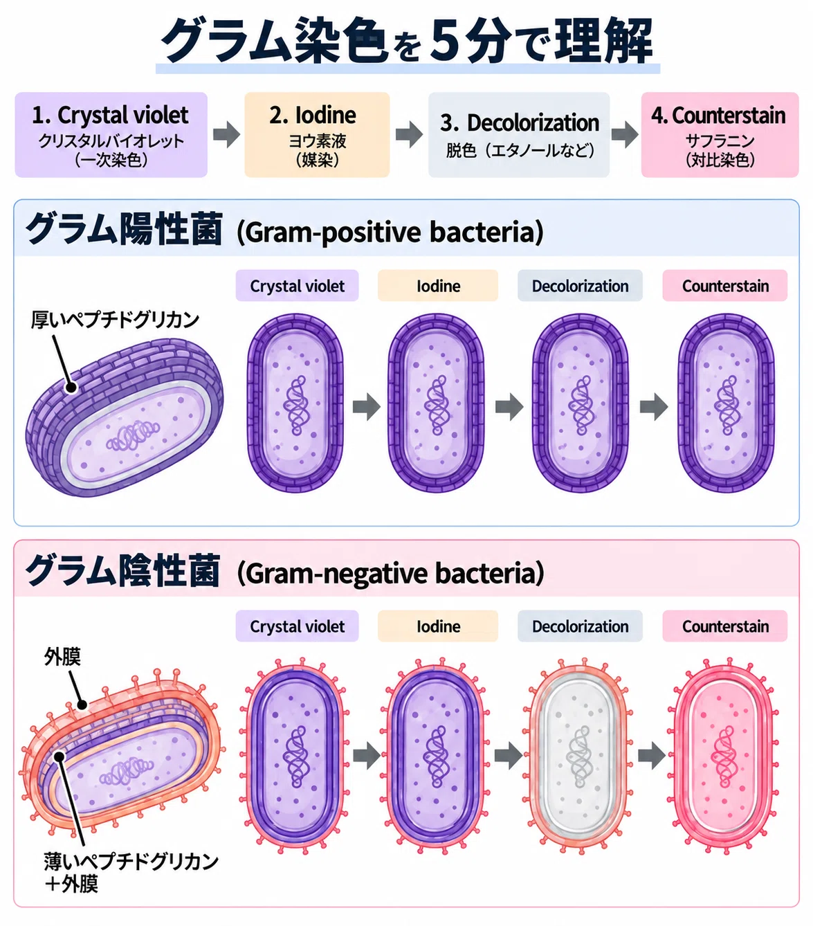 Gram Staining in 5 Minutes | Why They Stain Purple and Red｜mochiⅠ臨床検査技師