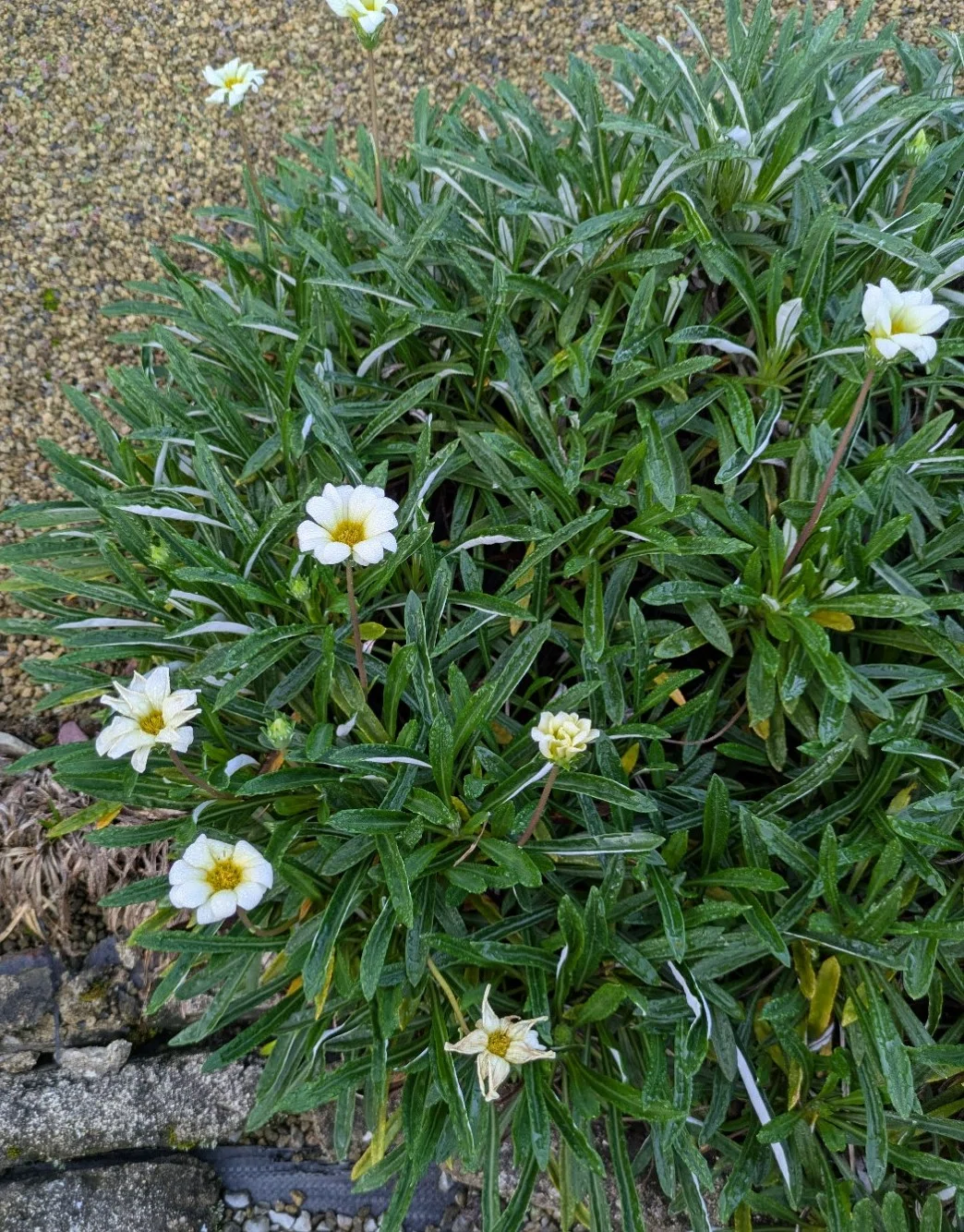 第456弾】何度でも季節の中で──ガザニアが咲く一年 🌼🌿｜焰耕蓮士