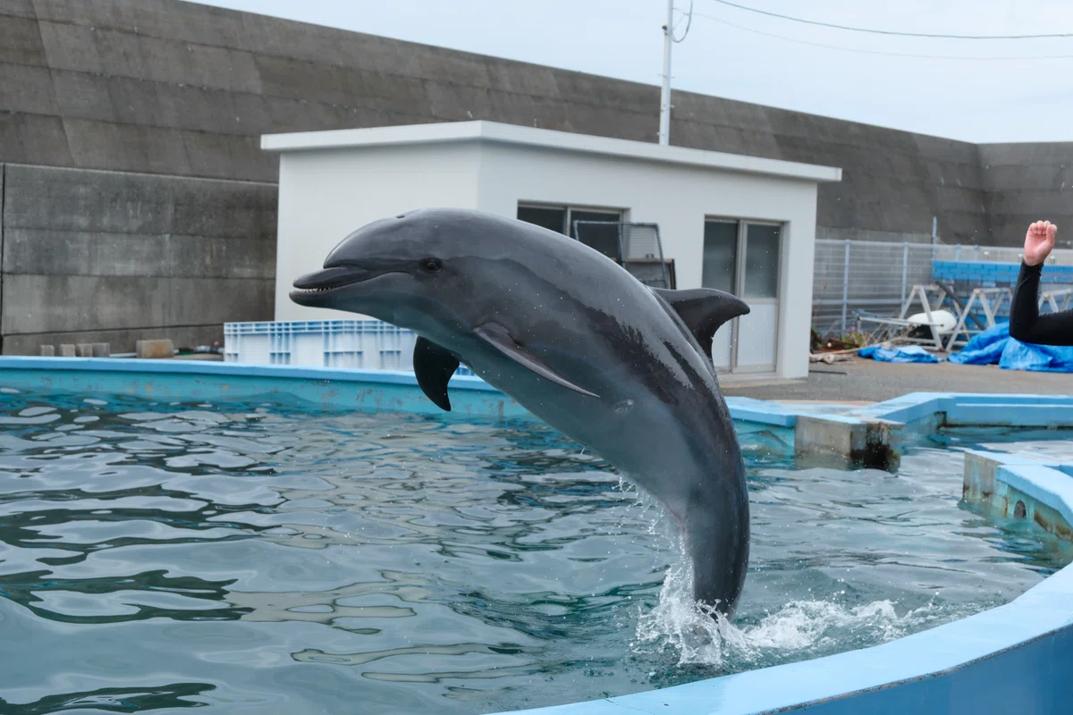 Xgc 0歳、3歳児と行く、高知アンパンマンの旅〜番外編②〜室戸ドルフィンセンター|むーりょん