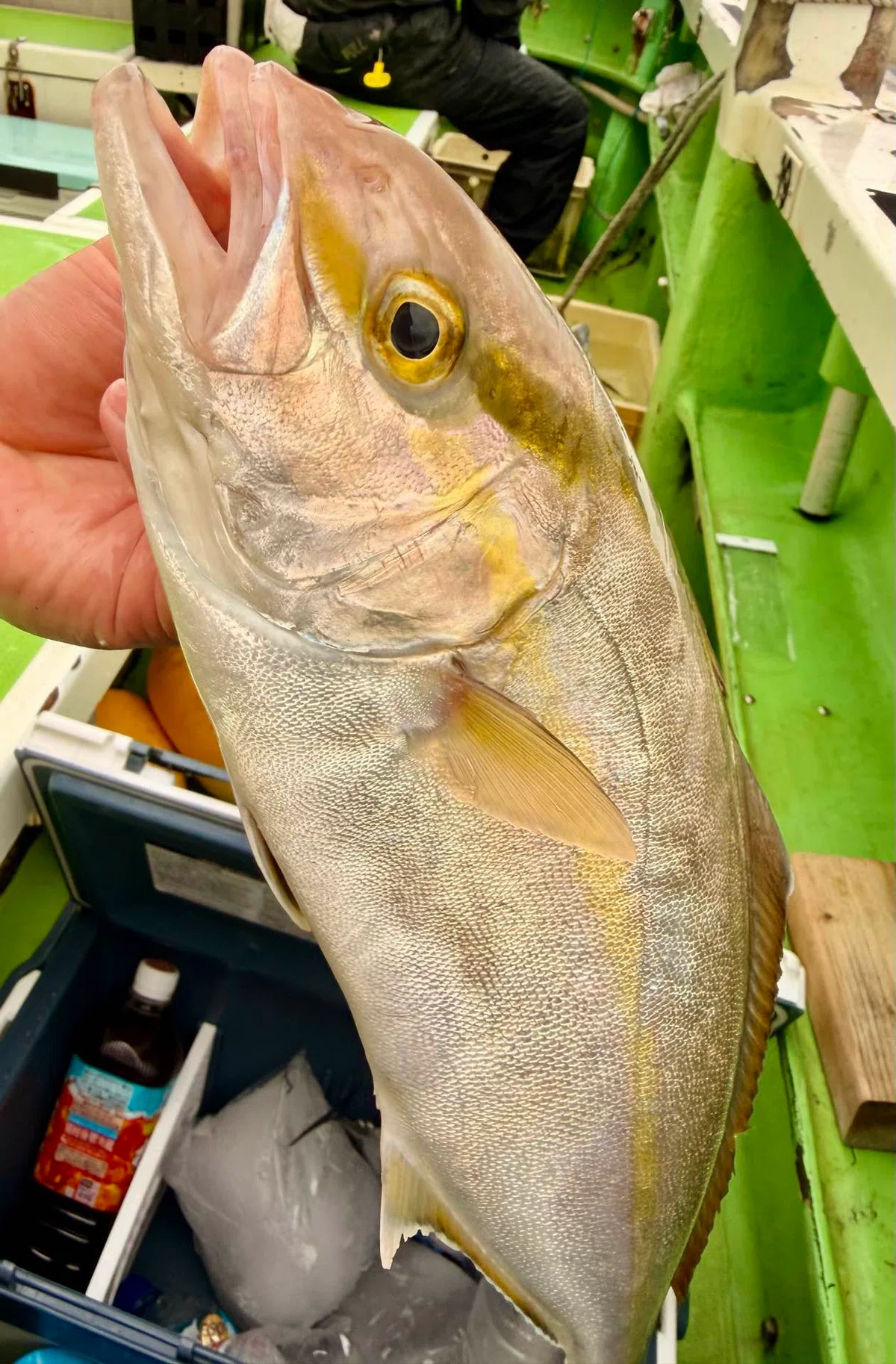 [Fishing Diary] Otoshikomi Fishing at Sagami Bay with Kazutoshi-maru! A ...