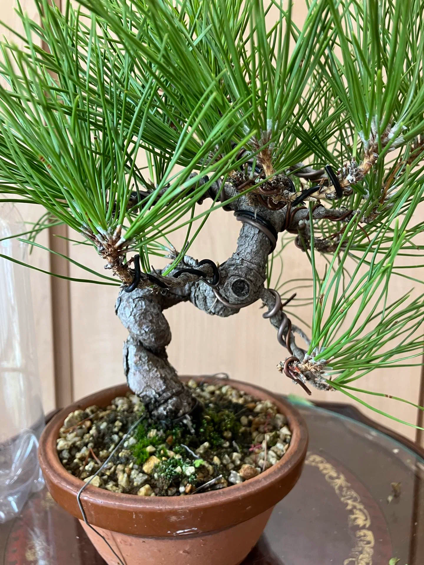 黒松 | 盆栽 | 高さ約26cm 黒松盆栽 盆栽 26cm iichi販売中!｜福豊ーAIU-17