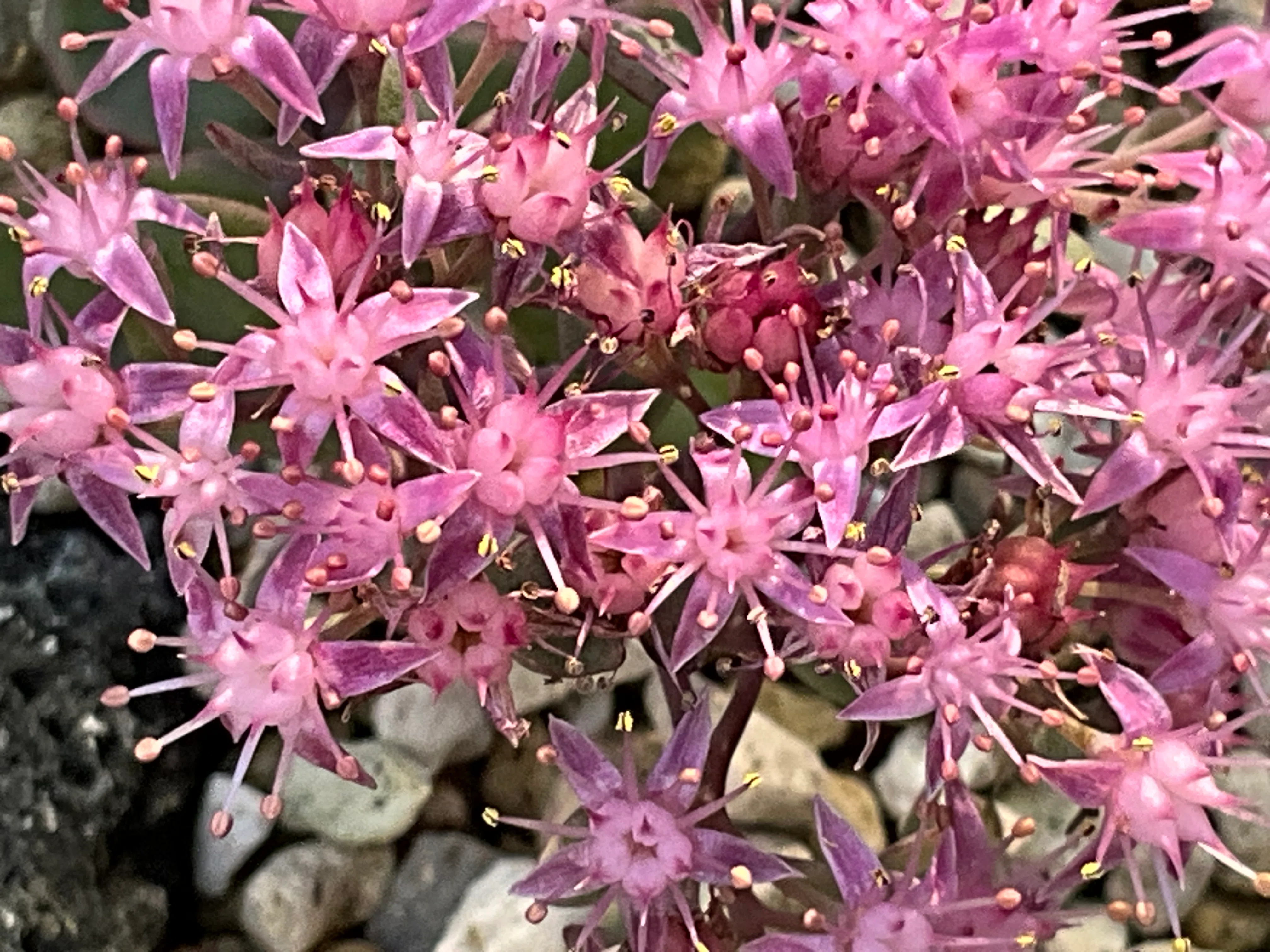 ヒダカミセバヤ（京都府立植物園）：2026年9月19日（土）｜藤井秀昭