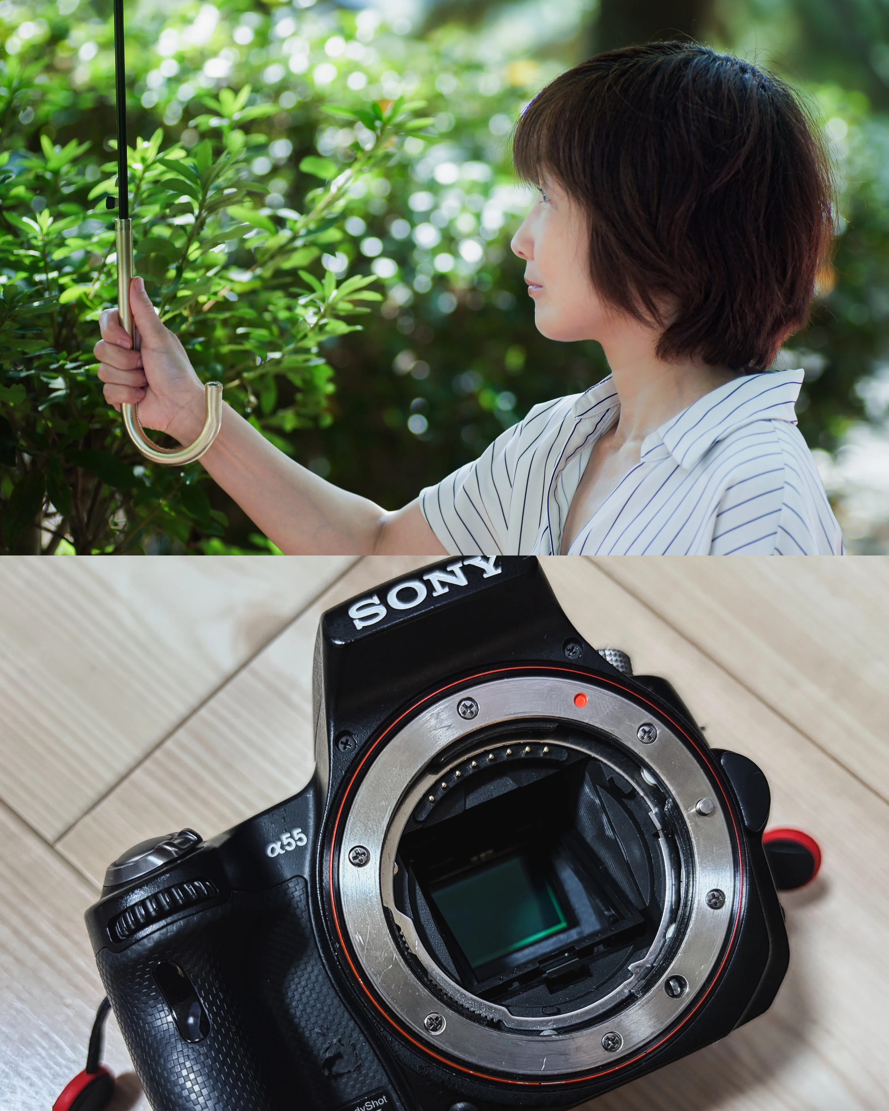 SONY α55 デジタル一眼レフセントミラーカメラ 超望遠W純正レンズ/動作品 SONY α55実写｜トランスルーセントミラーなしでもMFで撮れた。APS-C