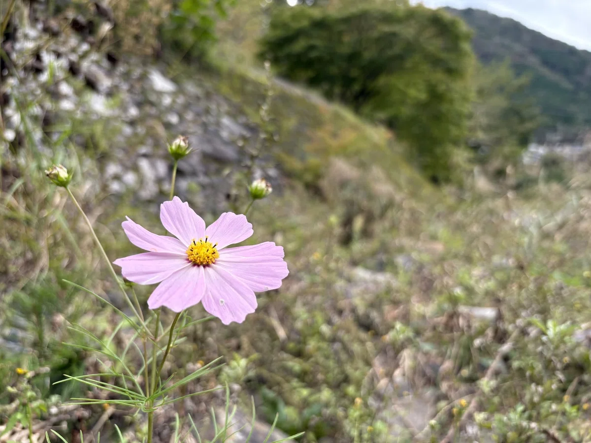 [Essay] Solo Touring in Okutama in Autumn! The Revived Floating Bridge ...