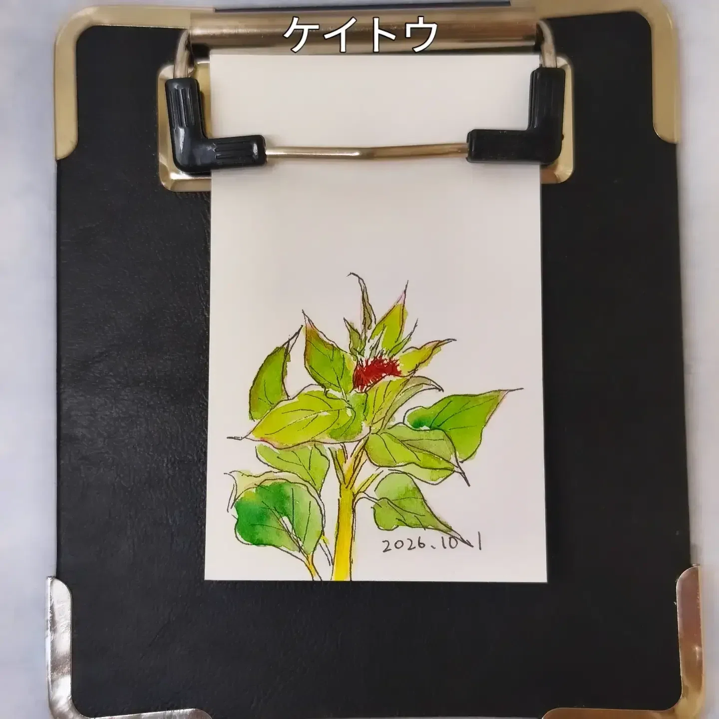Walking and Sketching | October 1st: Sulfur Cosmos, Cockscomb, Globe ...