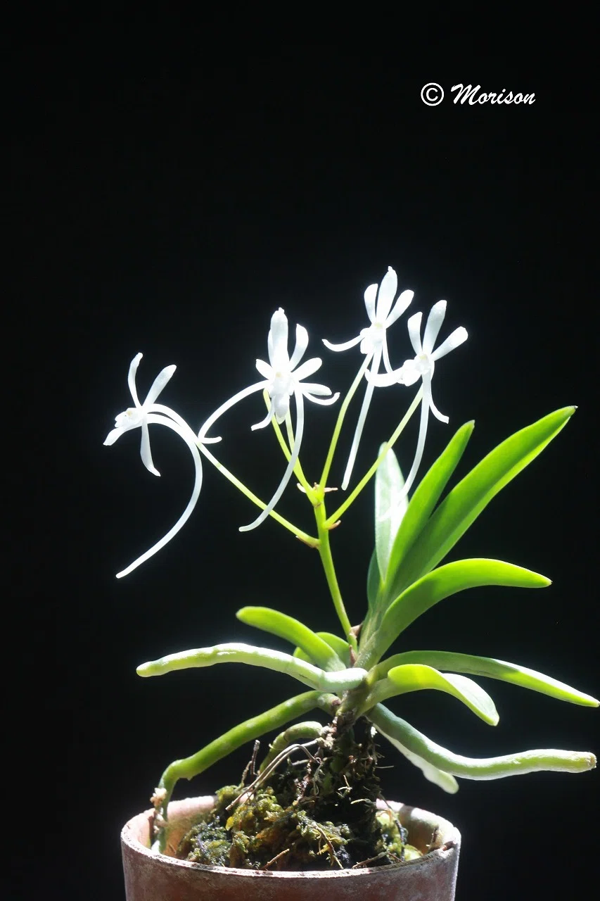 富貴蘭「牛若丸」の花｜KJ Morison