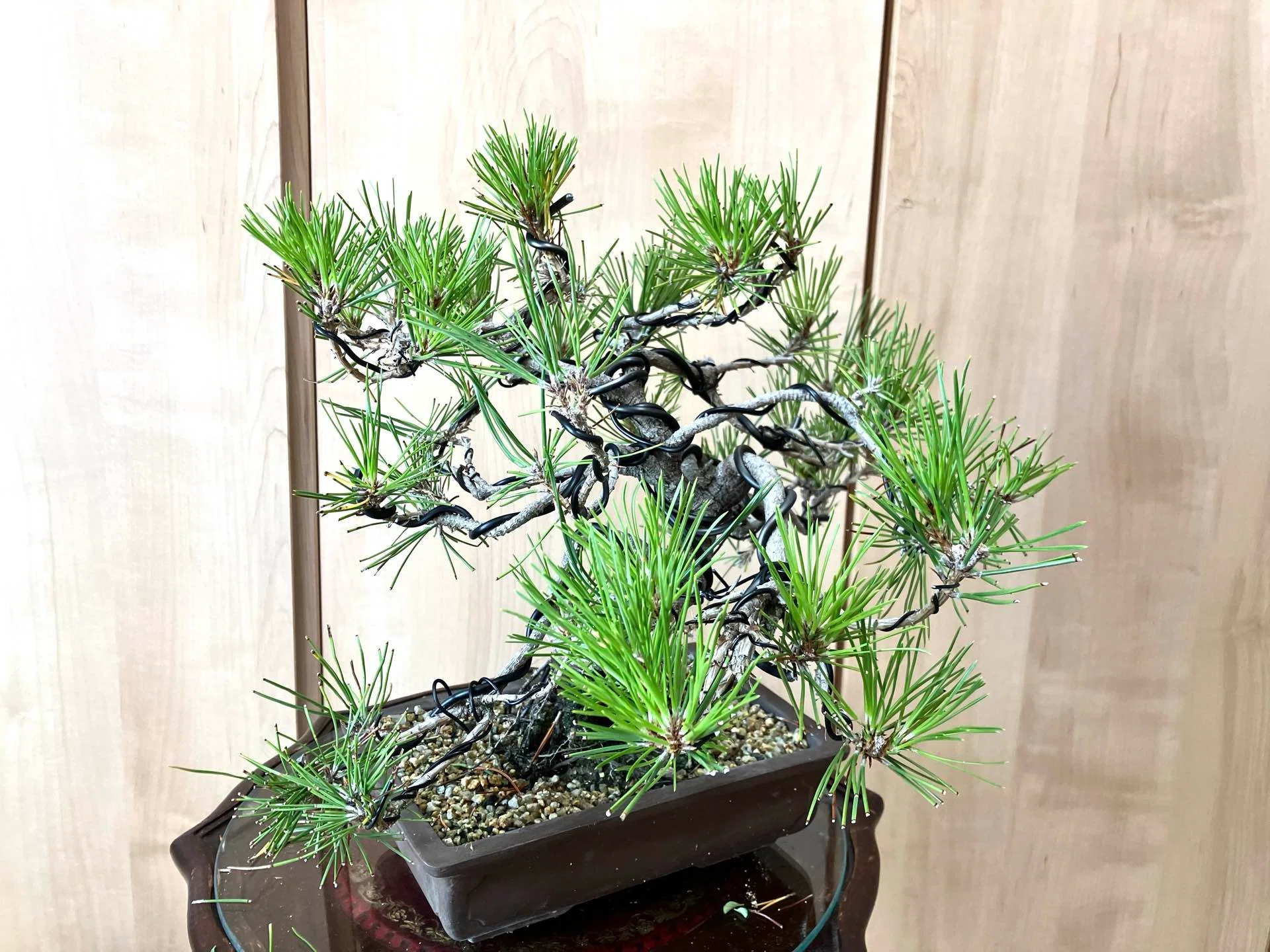 黒松盆栽 、高さ約35cm 30×35cm ザ・黒松盆栽 iichi販売 ！｜福豊ーAIU-17