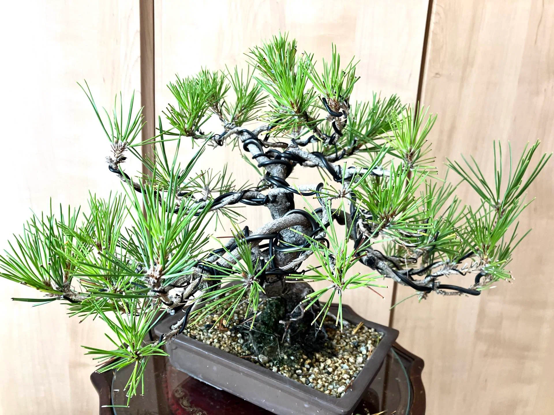 黒松の盆栽 30×35cm ザ・黒松盆栽 iichi販売 ！｜福豊ーAIU-17