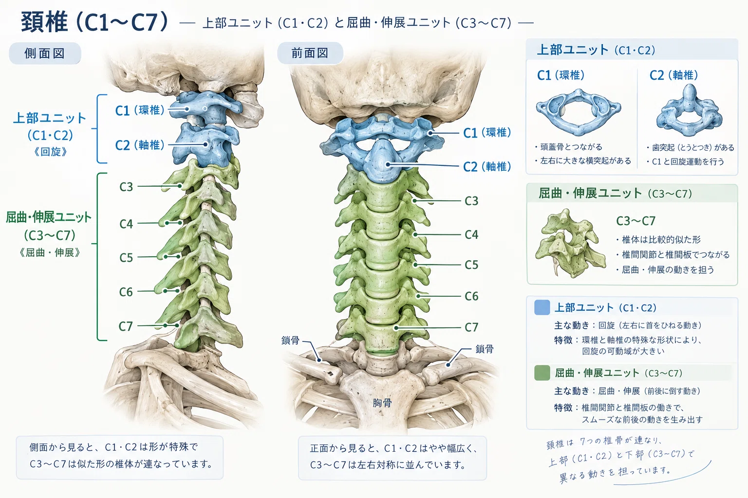 [Chapter 1] Skeleton and Landmarks — The Structure of the 