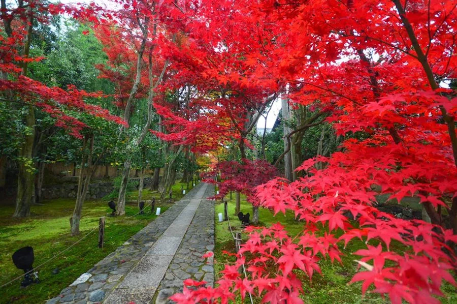 I want to enjoy autumn leaves and sightseeing at the same time｜たまっち