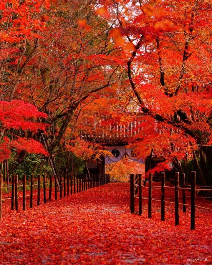I want to enjoy autumn leaves and sightseeing at the same time｜たまっち