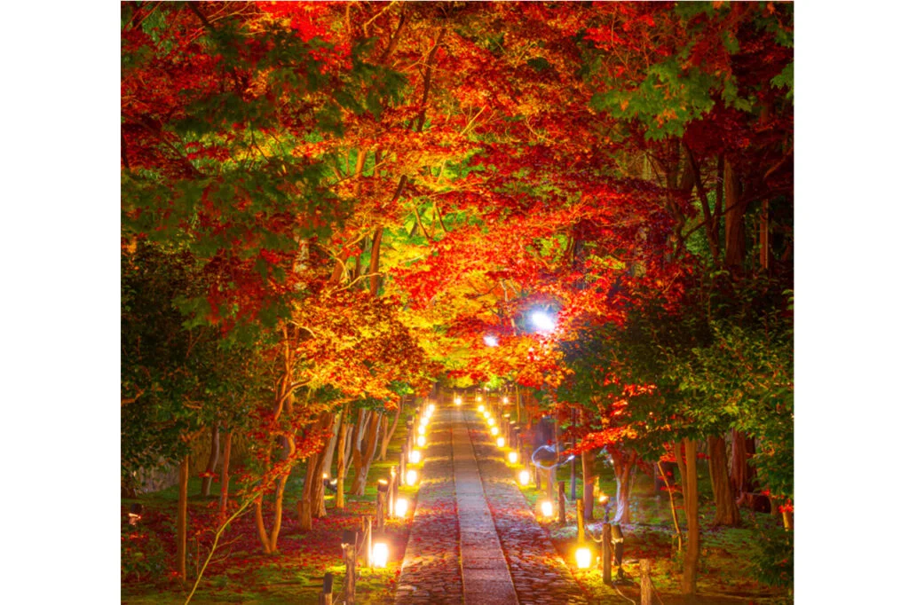 I want to enjoy autumn leaves and sightseeing at the same time｜たまっち