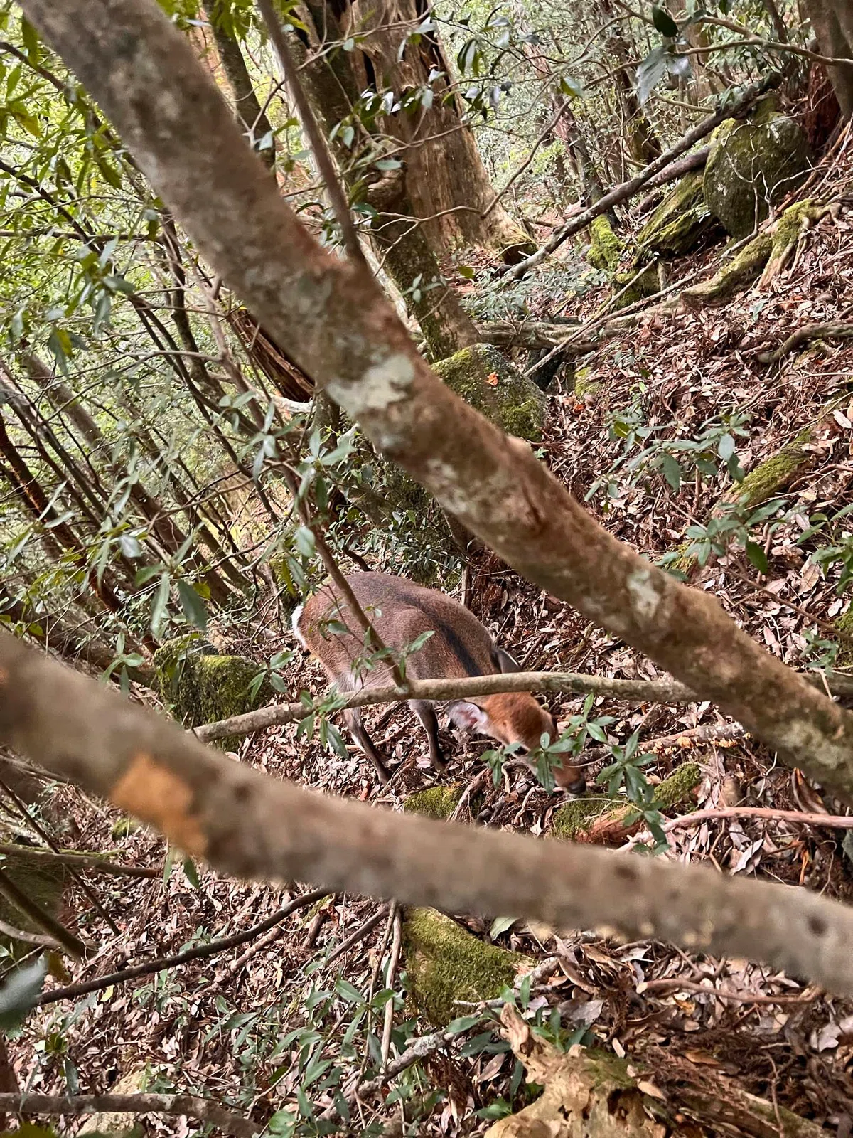 Thinking of 'Princess Mononoke' while exhausted from trekking to the ...