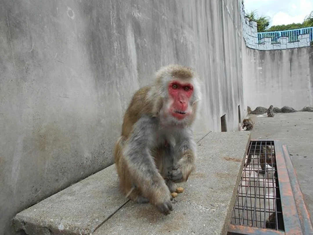🐵🏗️ Why Enclosure Improvements Take Time｜SarahPunch26