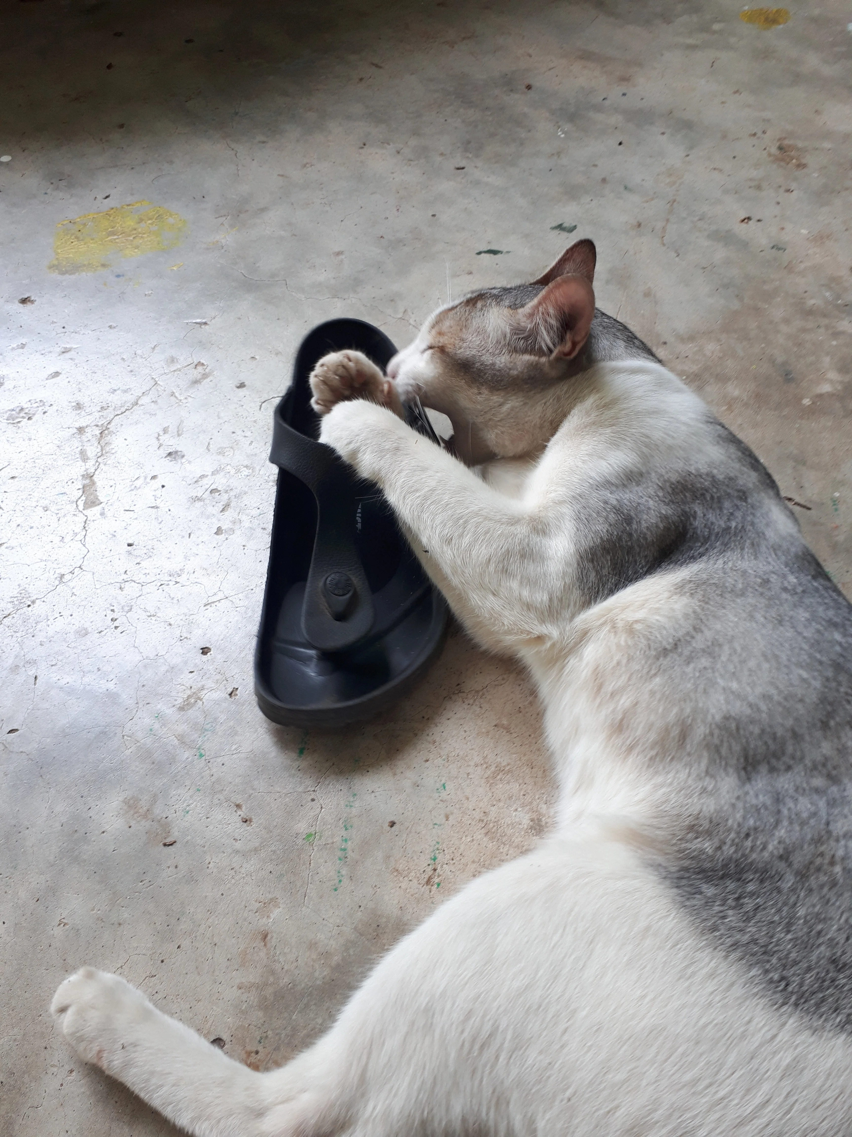 これまでで特に思い入れのある猫4選🐈️｜Hikaru Takayama| Ikamimi