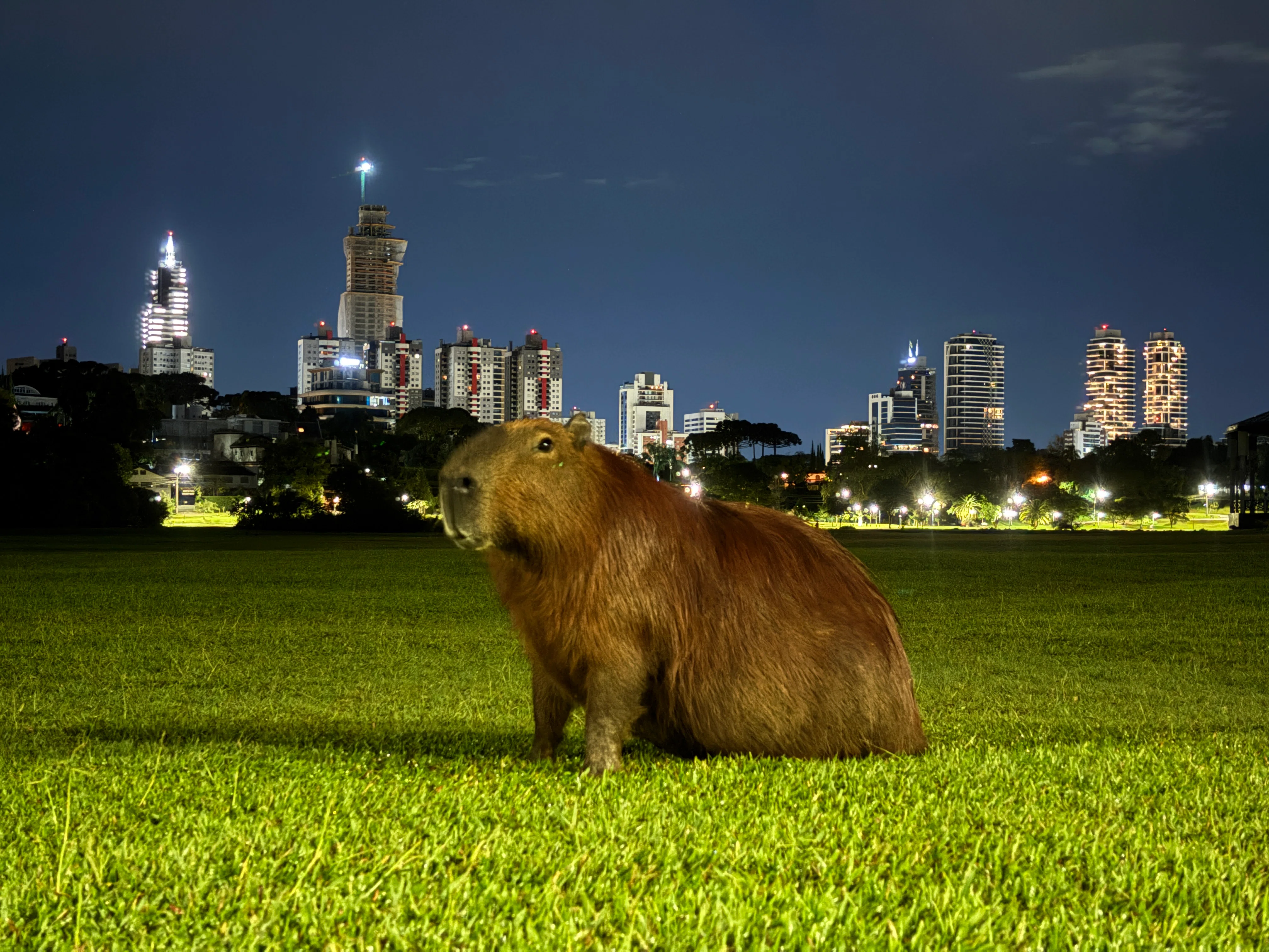 Why travel across Brazil? The relationship between urban wildlife