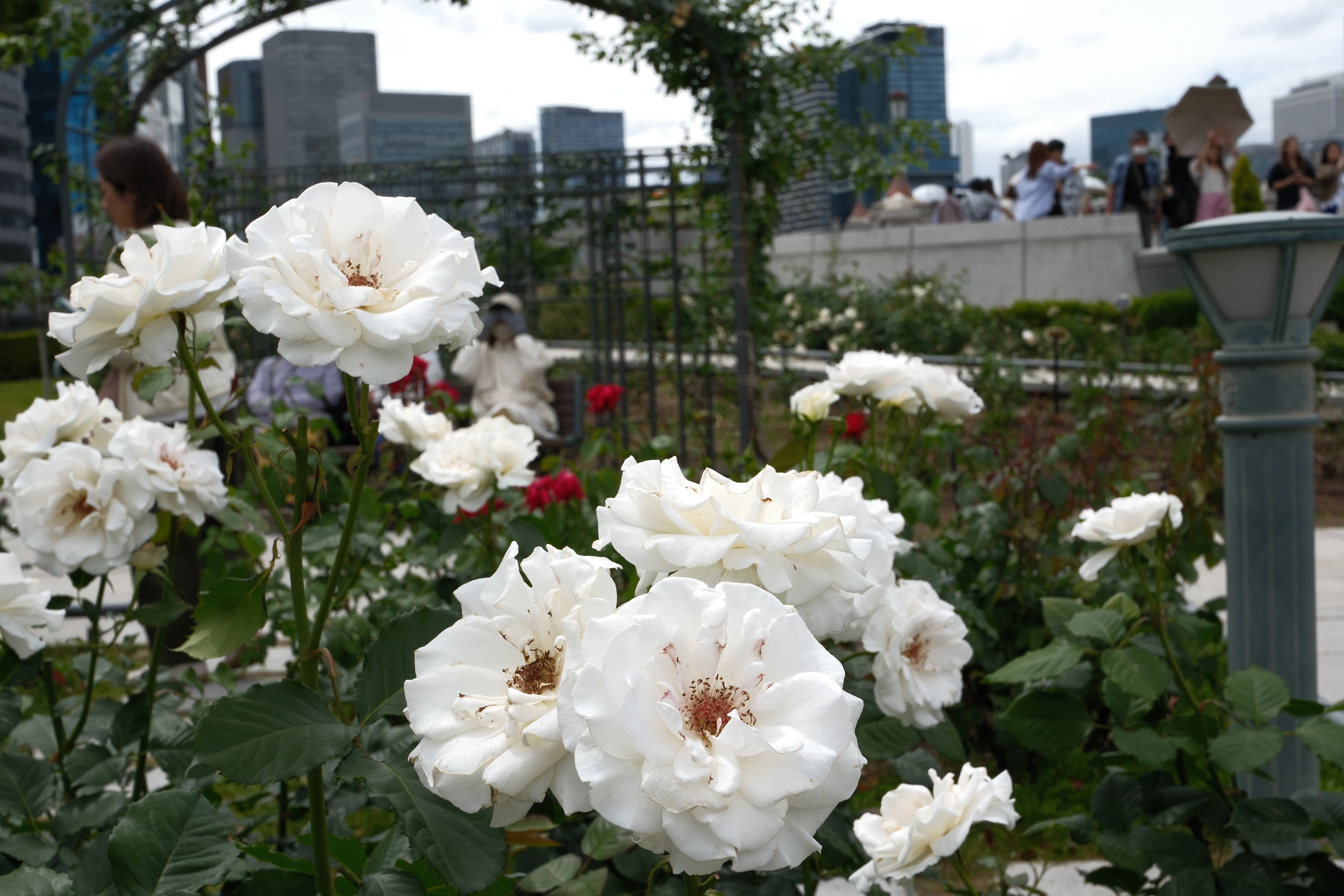 📷X-T30III × 🌹中之島バラ園 ｜ 🇬🇧マーガレット・メリル（Margaret