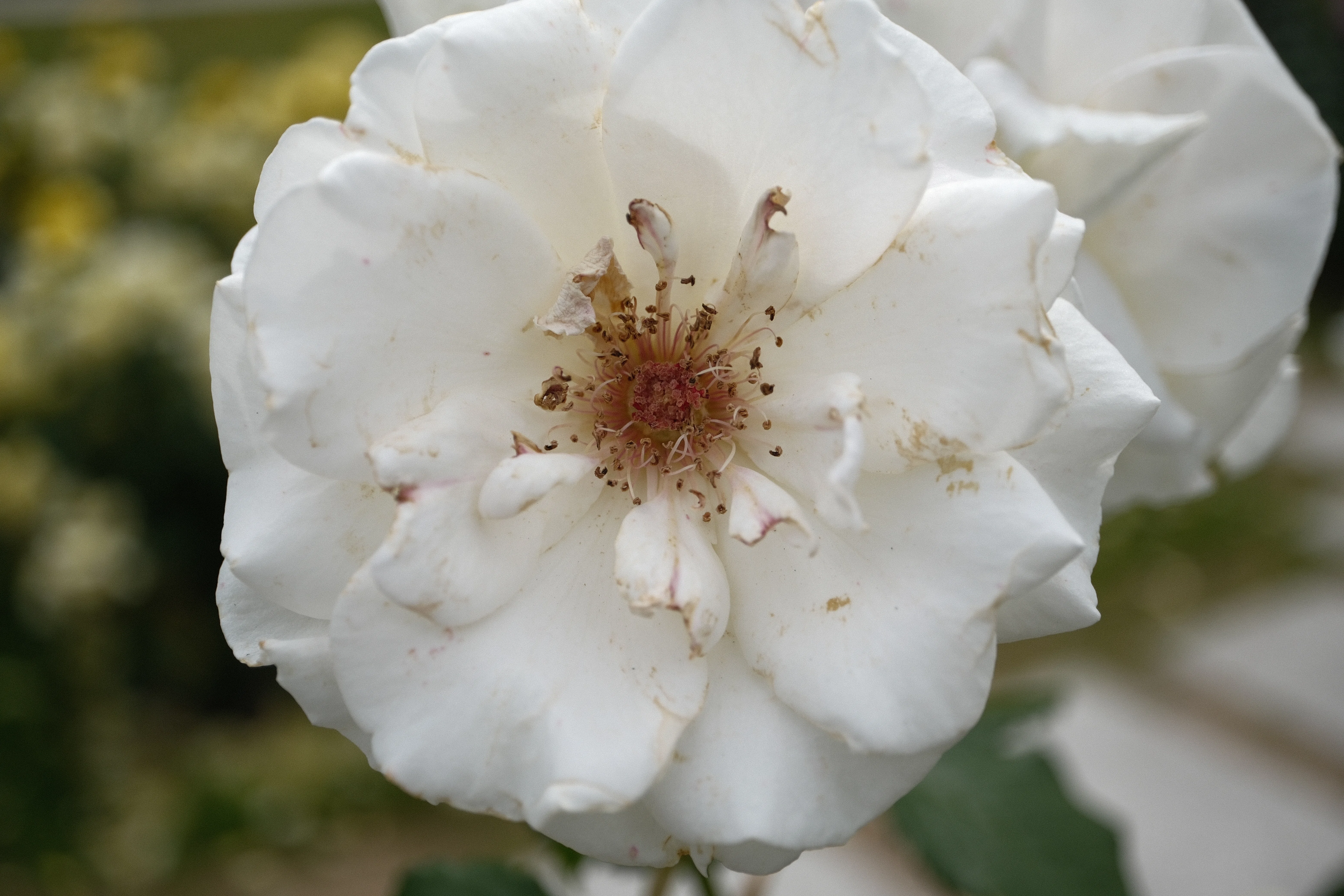 📷X-T30III × 🌹中之島バラ園 ｜ 🇬🇧マーガレット・メリル（Margaret