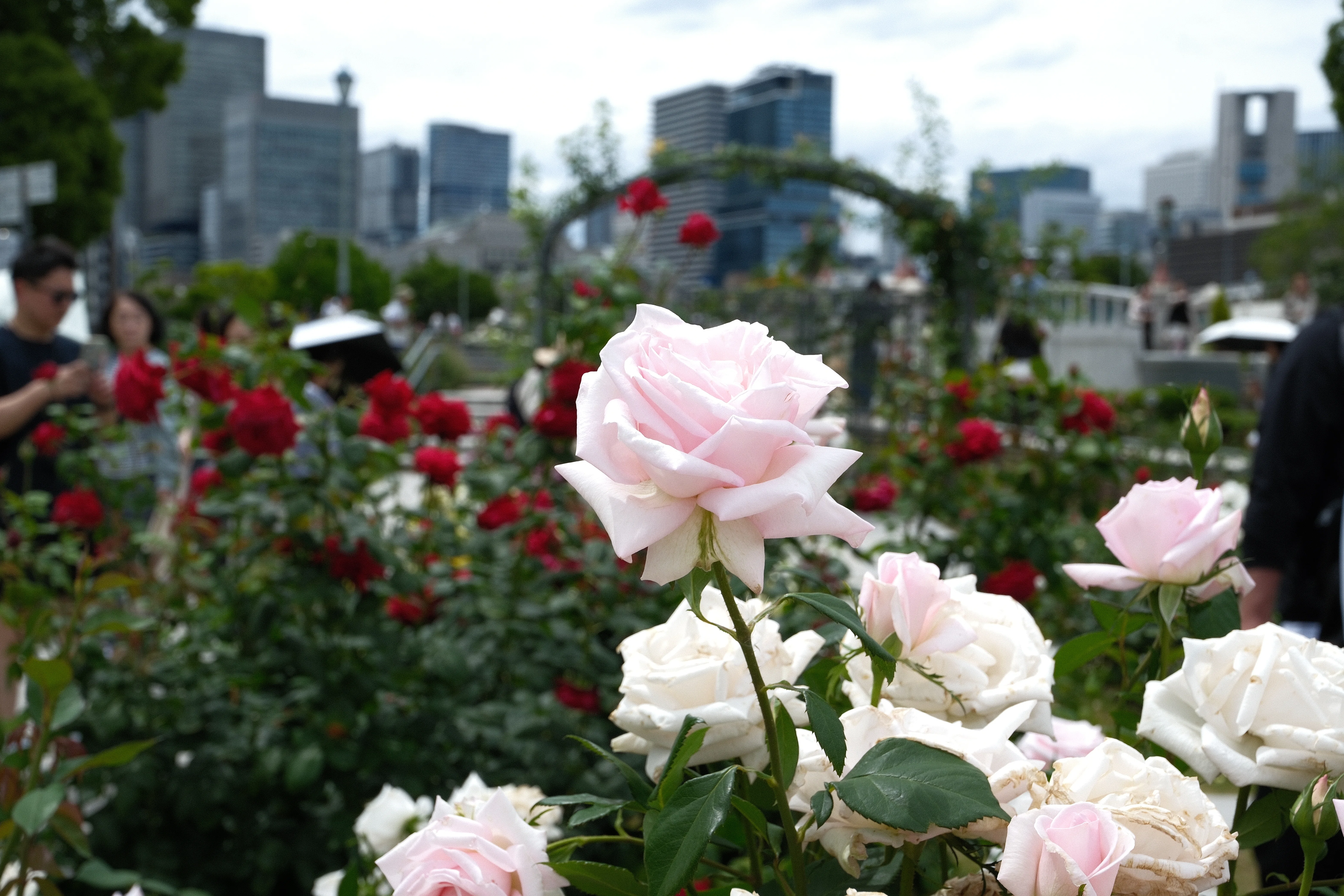 📷X-T30III × 🌹中之島バラ園 ｜ 🇩🇪メルヘンケニギン