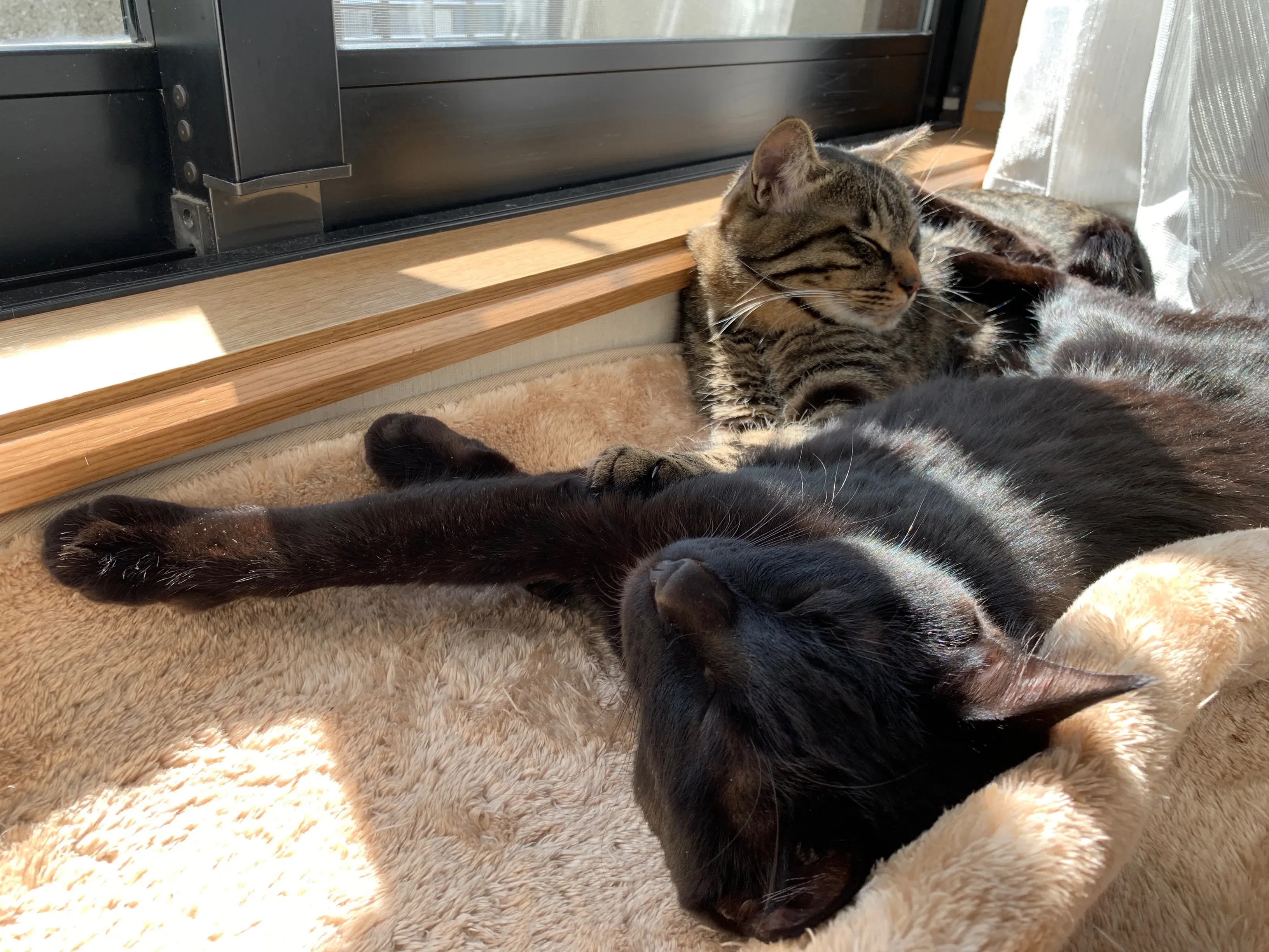 月猫様（リピーター様割） 写真アリ】ひなたが好きな、あなたが好き【猫】｜ちゃか@コピーライター