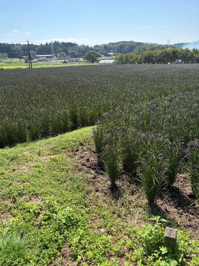 [Autumn News] Overcoming earthquakes and water shortages. The story of ...