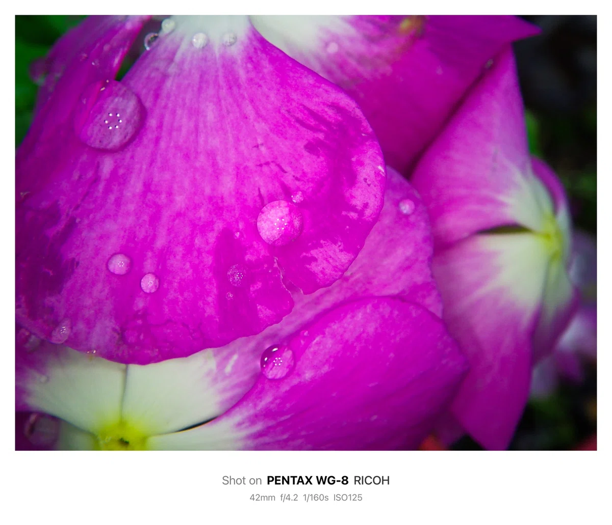 Woled Microscope The World Seen Through Microscope Mode / Camera & Photography|北岡@カメラ/写真