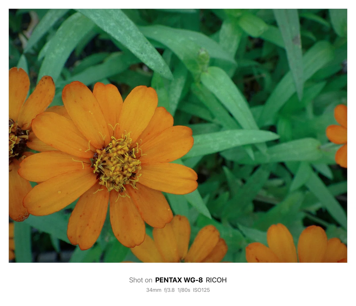 Woled Microscope The World Seen Through Microscope Mode / Camera & Photography|北岡@カメラ/写真