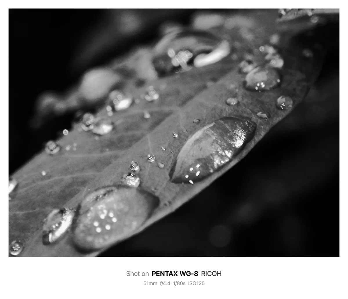 Woled Microscope The World Seen Through Microscope Mode / Camera & Photography|北岡@カメラ/写真