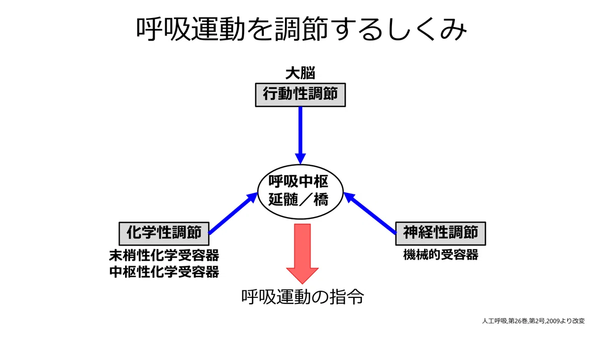 O2 Sensor Breathing What is Respiratory Regulation? -- You are breathing. But it is not ...