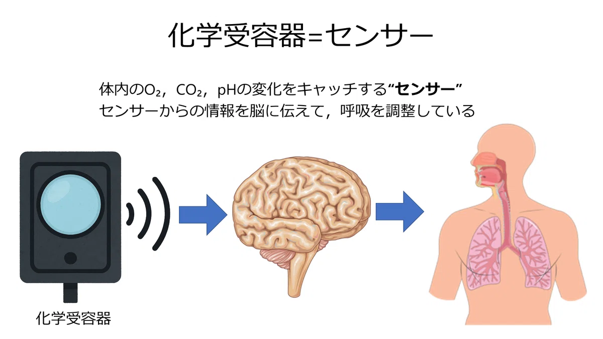 O2 Sensor Breathing What is Respiratory Regulation? -- You are breathing. But it is not ...