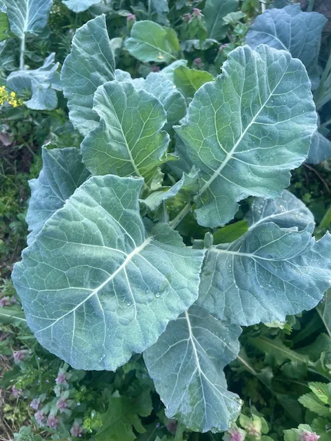 [Weekend Post] Useful Plants in Passing #364 (Wild Cabbage, Brassica ...