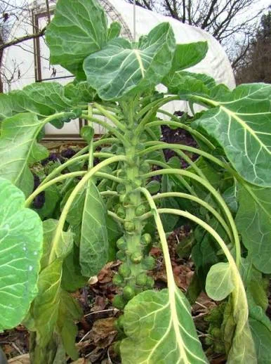 [Weekend Post] Useful Plants in Passing #364 (Wild Cabbage, Brassica ...