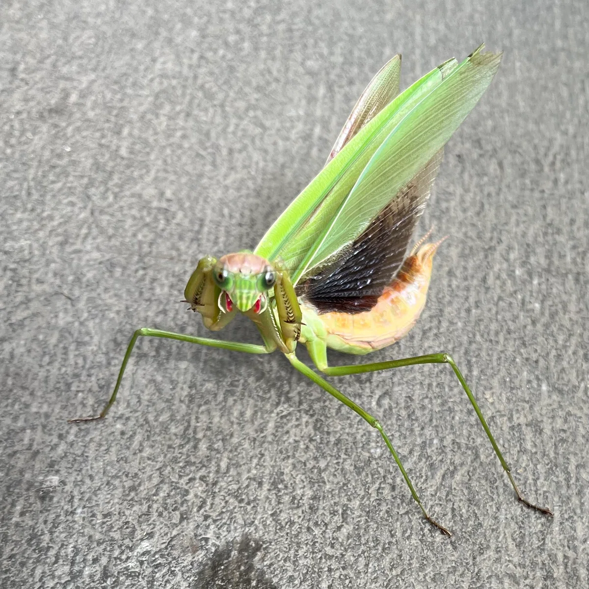 Angry Mantis Insect King of the Grassland|nao