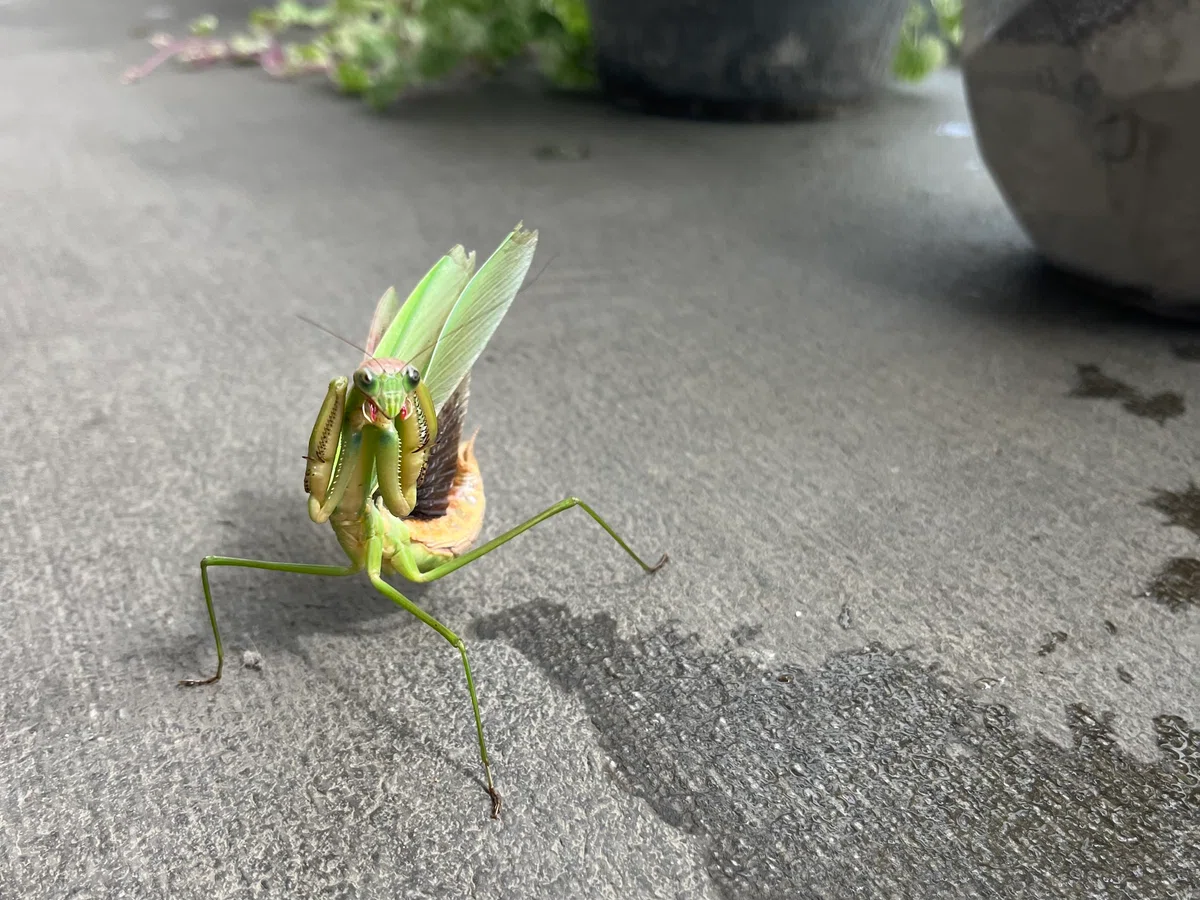 Angry Mantis Insect King of the Grassland|nao