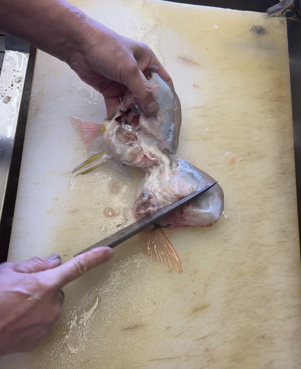 Parrotfish head: when you split it open, there is more than just meat ...