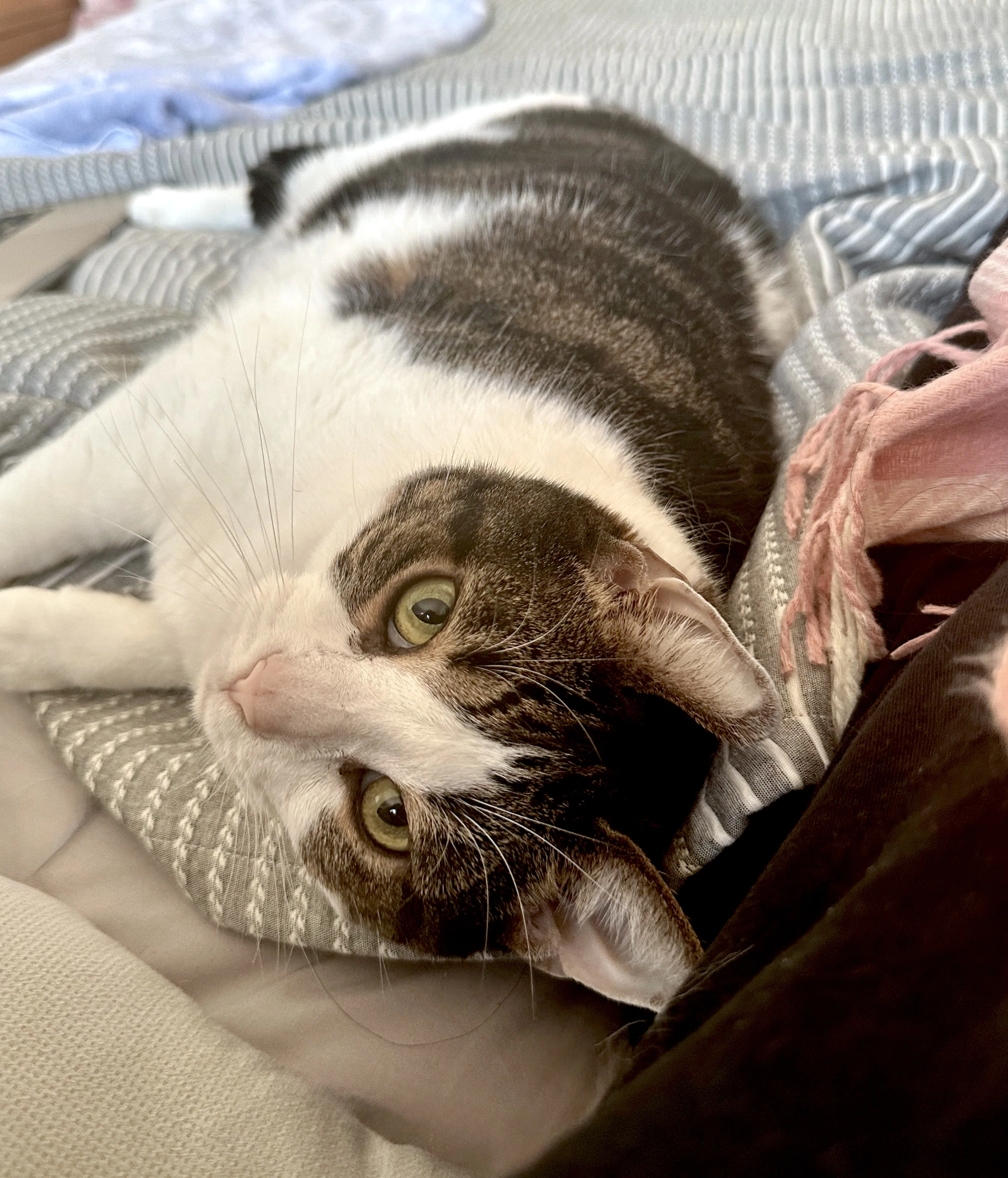 The Case of Mimi, the Healing Cat｜AngelMimo Journal @NYC