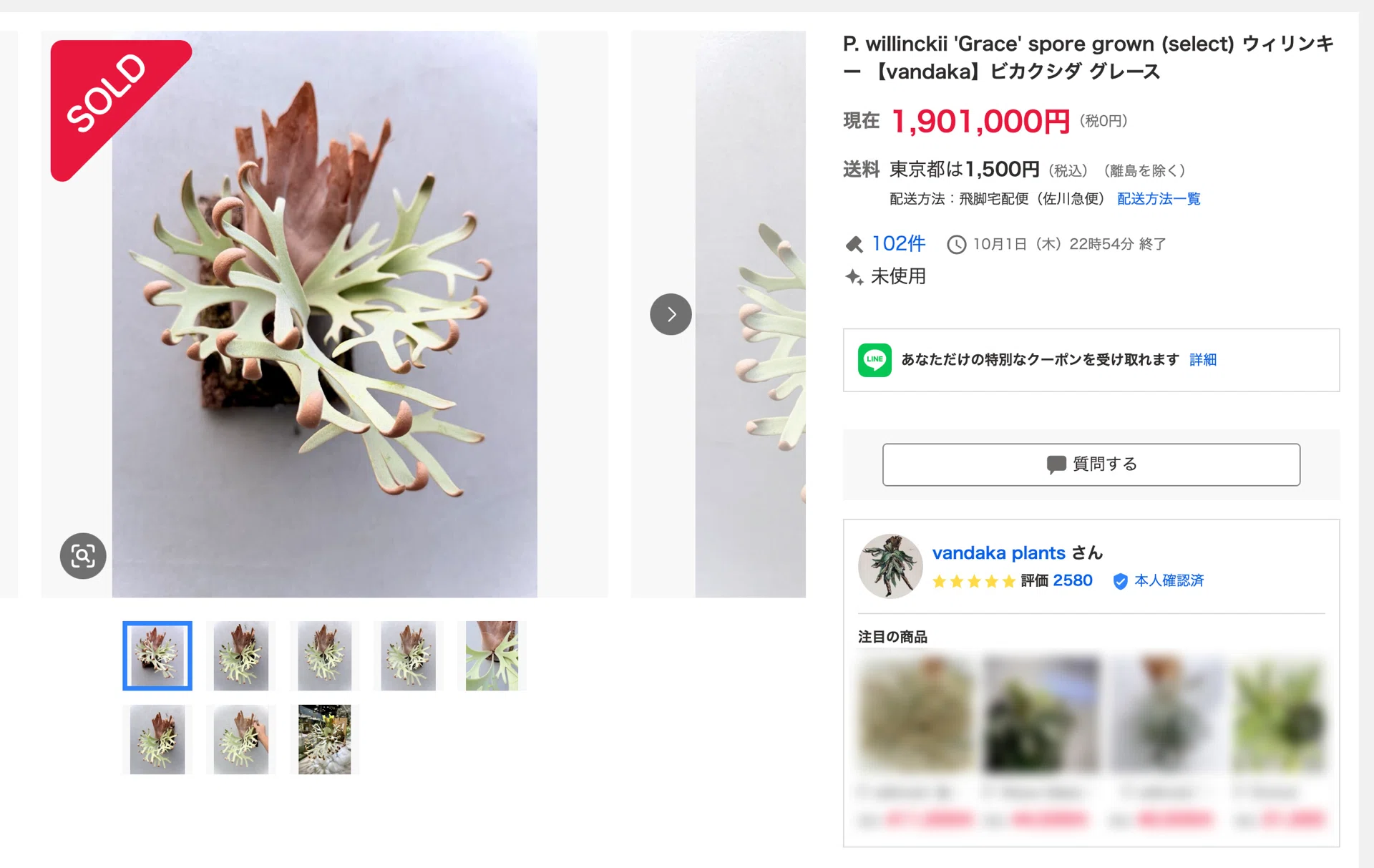衝撃】190万円のビカクシダ｜ななな@ビカクマスターへの道