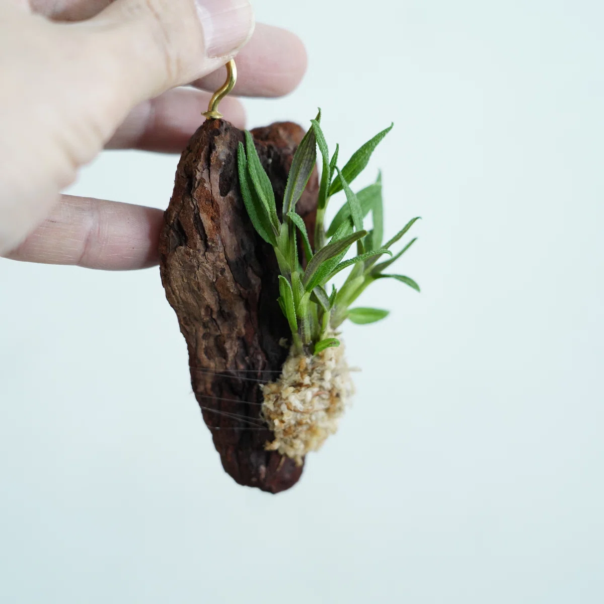 Sdr Tree Did you know they are actually super durable? I highly recommend mini ...