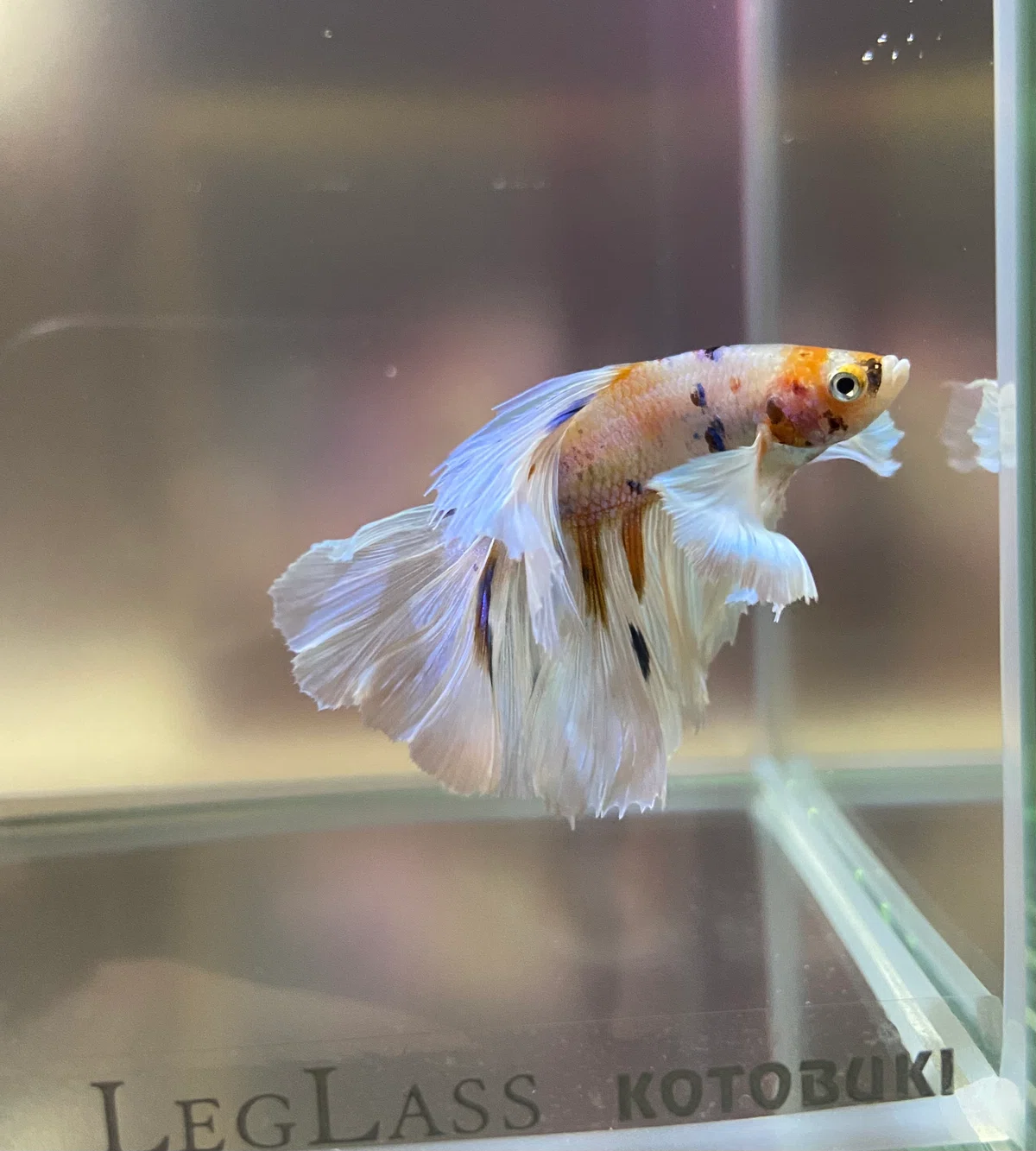 [Aquarium] On the difficulty of keeping Betta fish｜たけのこ@サイドFIRE準備中