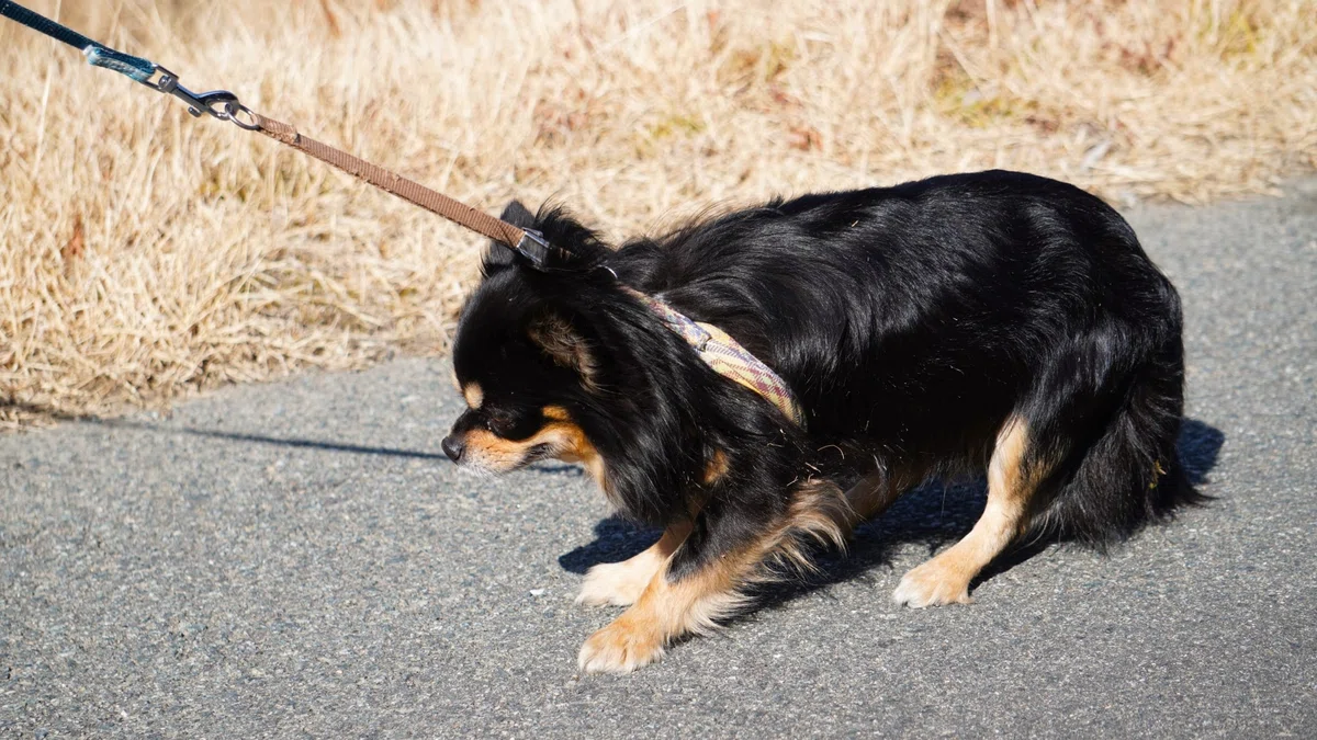 [Common Dog Walking Woes🐾] Was your dog's troublesome walking behavior ...