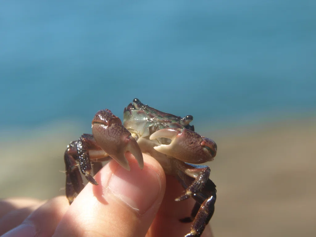 Cowry639の生物図鑑 #112 イワガニ｜Cowry639