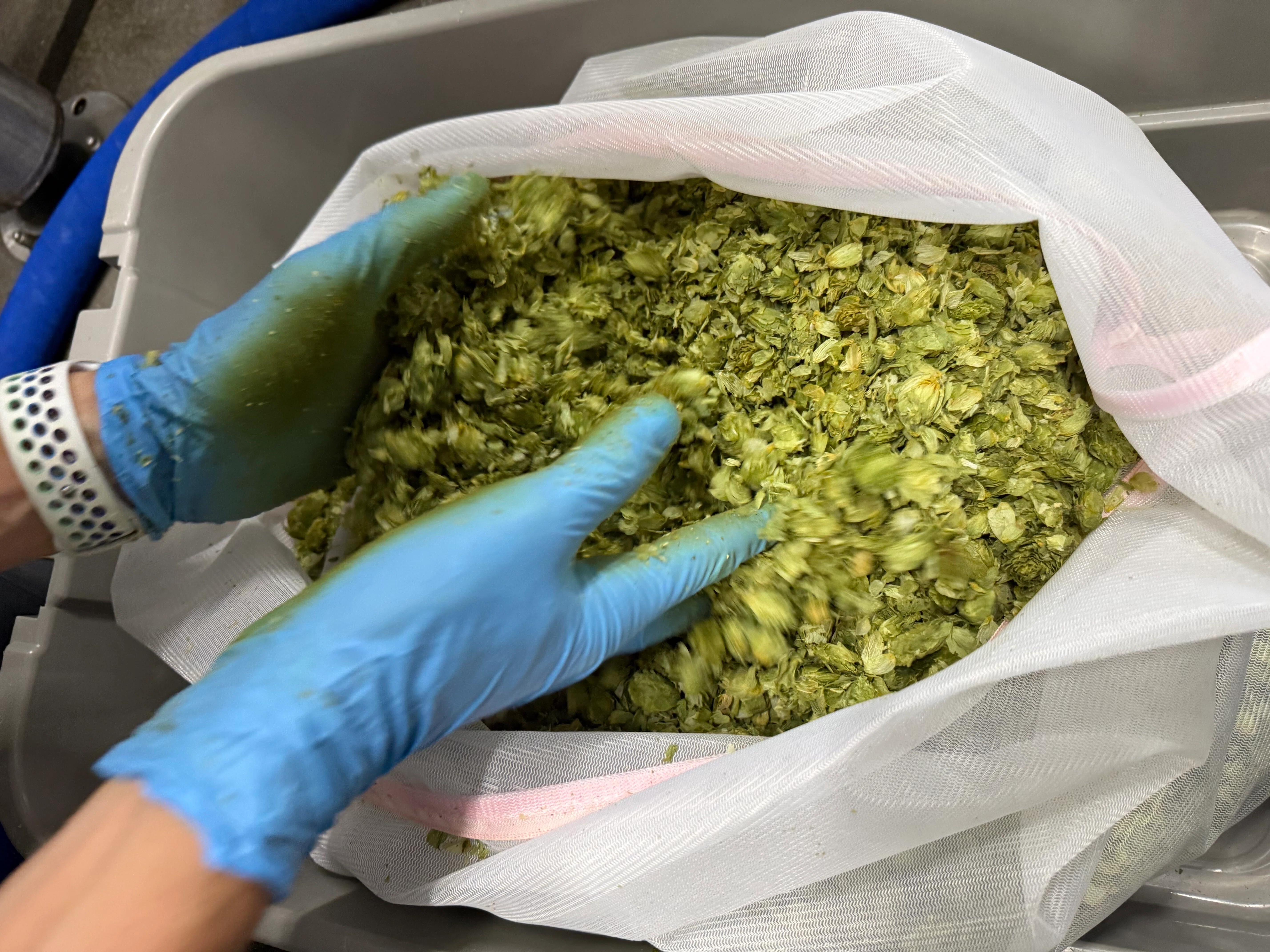 From Kamifurano! Brewing a Pale Ale using freshly harvested whole hops ...
