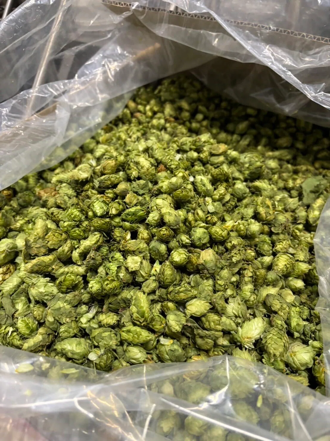 From Kamifurano! Brewing a Pale Ale using freshly harvested whole hops ...